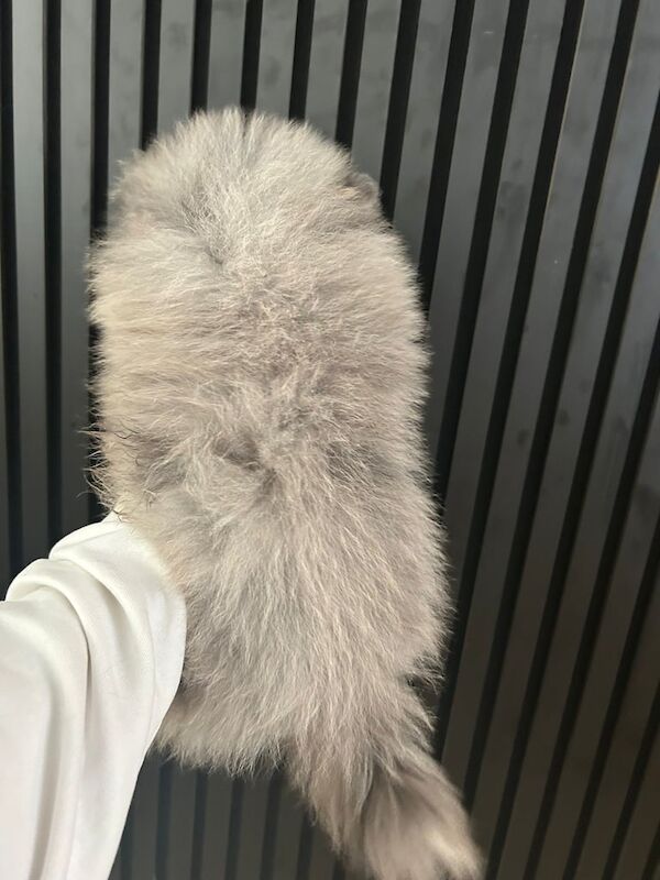 Pomeranian puppies for sale in Whitehaven, Cumbria – KC registered, 6 months old - Image 2 of 4