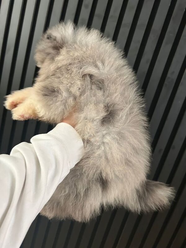 Pomeranian puppies for sale in Whitehaven, Cumbria – KC registered, 6 months old - Image 3 of 4