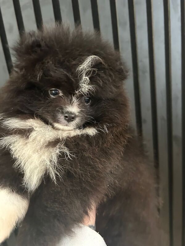 Pomeranian puppies for sale in Whitehaven, Cumbria – KC registered, 6 months old - Image 4 of 4