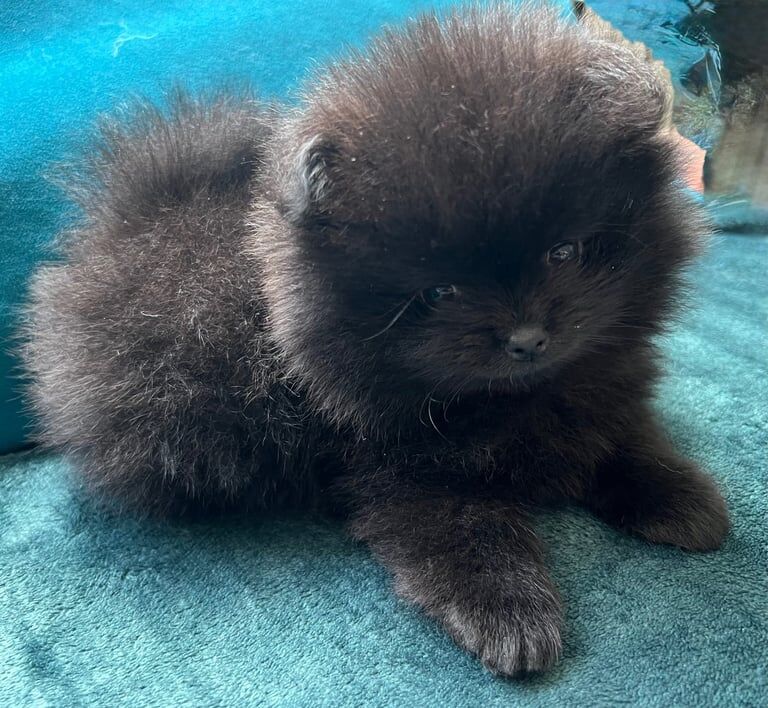 Adorable Black Pomeranian Puppy Ready to Steal Your Heart! for sale in Northampton, Northamptonshire