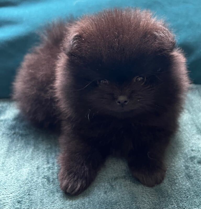 Pomeranian puppies for sale in Northampton, Northamptonshire – 10 weeks old - Image 2 of 3