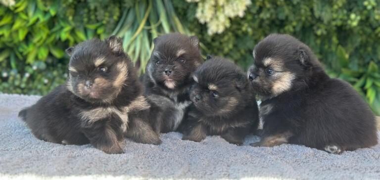Adorable Black & Tan Pomeranian Puppies for Sale!