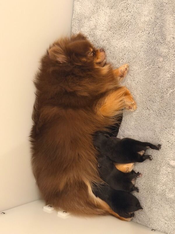 Adorable Black & Tan Pomeranian Puppies for Sale! - Image 2 of 3