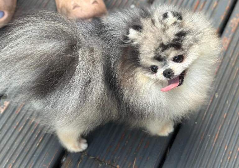 Adorable Black & Tan Pomeranian Puppies for Sale! - Image 3 of 3