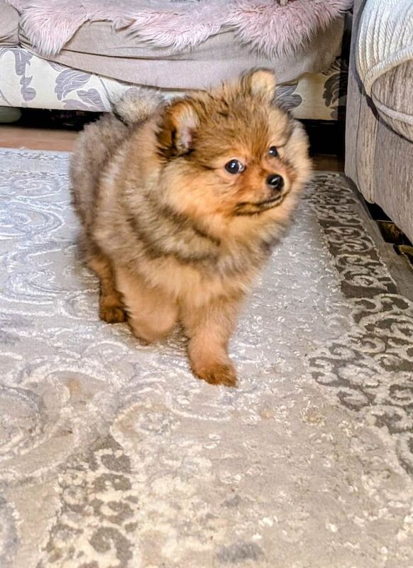 Pomeranian puppies for sale in Littleover, Derbyshire – 9 weeks old - Image 2 of 5