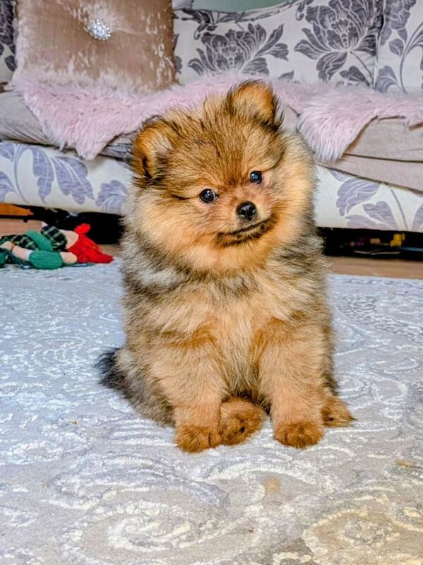 Pomeranian puppies for sale in Littleover, Derbyshire – 9 weeks old - Image 3 of 5