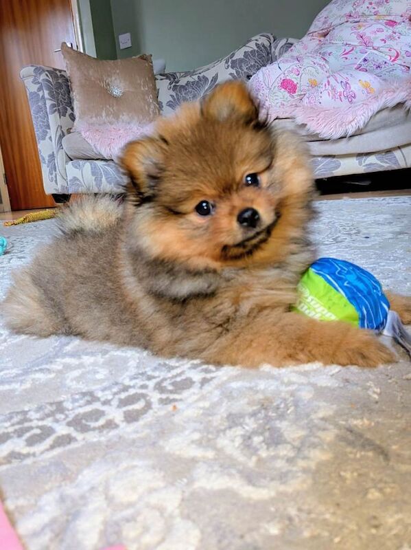 Pomeranian puppies for sale in Littleover, Derbyshire – 9 weeks old - Image 4 of 5