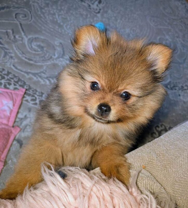Pomeranian puppies for sale in Littleover, Derbyshire – 9 weeks old - Image 5 of 5