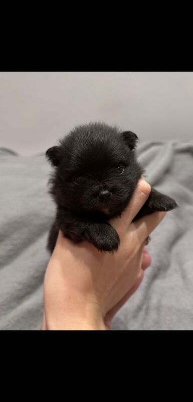 Pomeranian puppies for sale in Dagenham, Greater London – 9 weeks old
