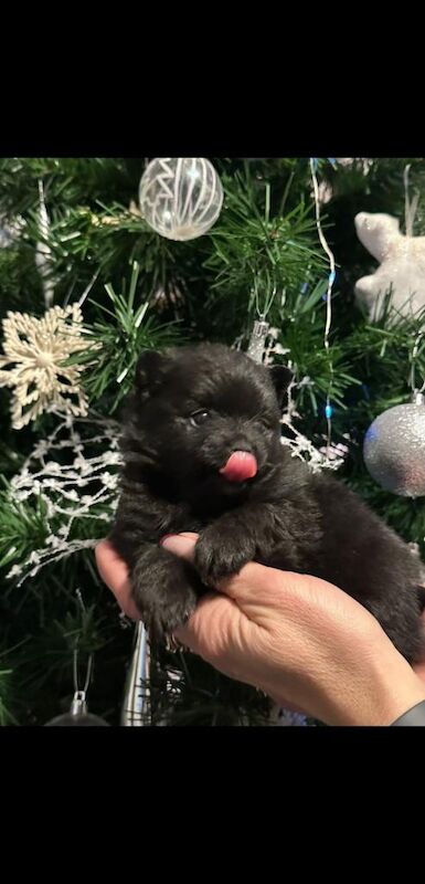 Pomeranian puppies for sale in Dagenham, Greater London β 9 weeks old - Image 2 of 6