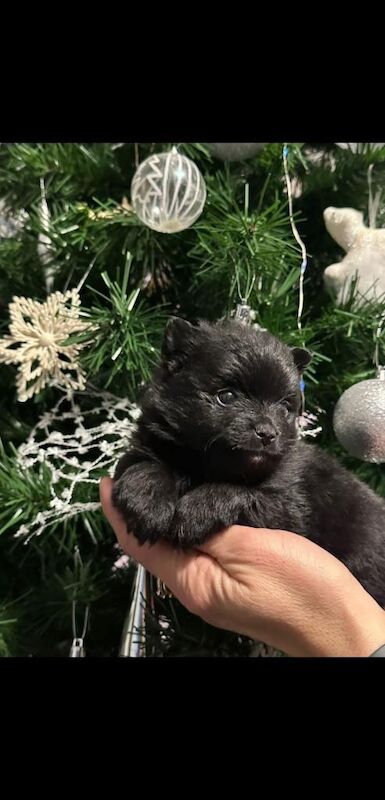 Pomeranian puppies for sale in Dagenham, Greater London β 9 weeks old - Image 3 of 6