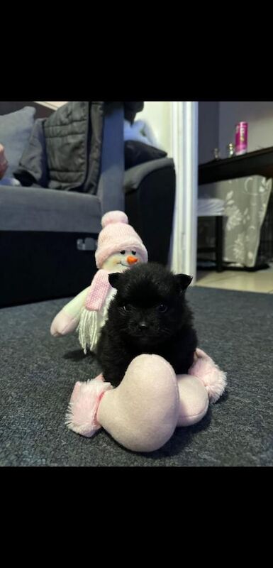 Pomeranian puppies for sale in Dagenham, Greater London β 9 weeks old - Image 4 of 6