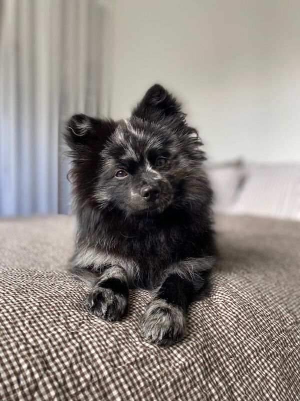 Pomeranian puppies for sale in Dagenham, Greater London β 9 weeks old - Image 5 of 6