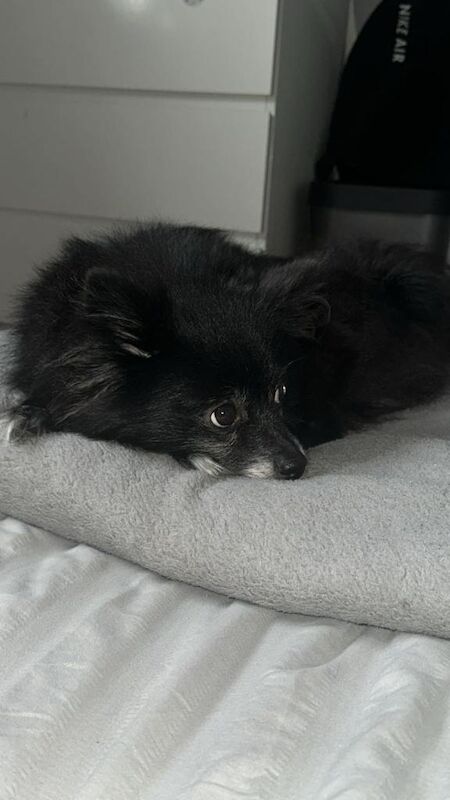 Pomeranian puppies for sale in Dagenham, Greater London β 9 weeks old - Image 6 of 6