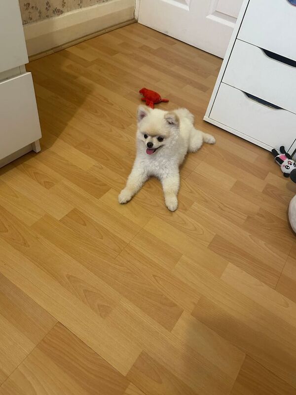 Pomeranian puppies for sale in Enfield, Greater London – 10 months old - Image 3 of 3
