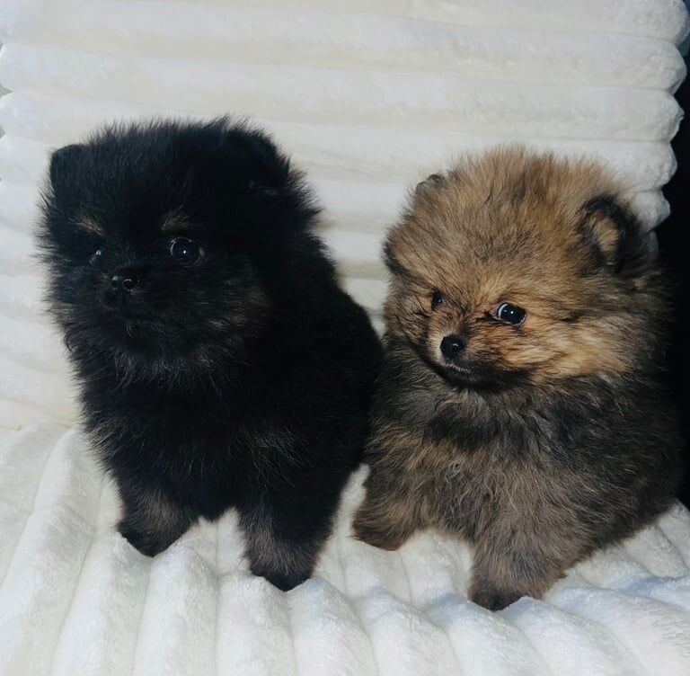 Pomeranian puppies for sale in Sandwell, West Midlands – 9 weeks old