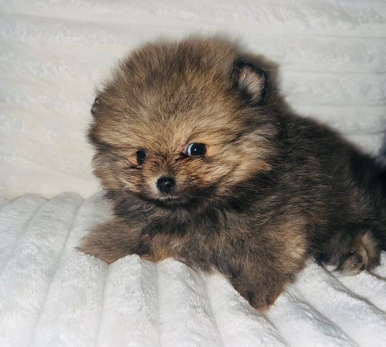 Pomeranian puppies for sale in Sandwell, West Midlands – 9 weeks old - Image 2 of 3