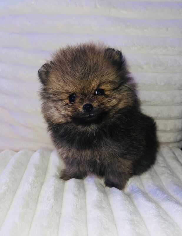 Pomeranian puppies for sale in Sandwell, West Midlands – 9 weeks old - Image 3 of 3