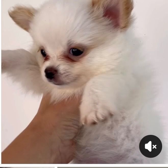 Adorable pomchi Puppy Ready for a Loving Home