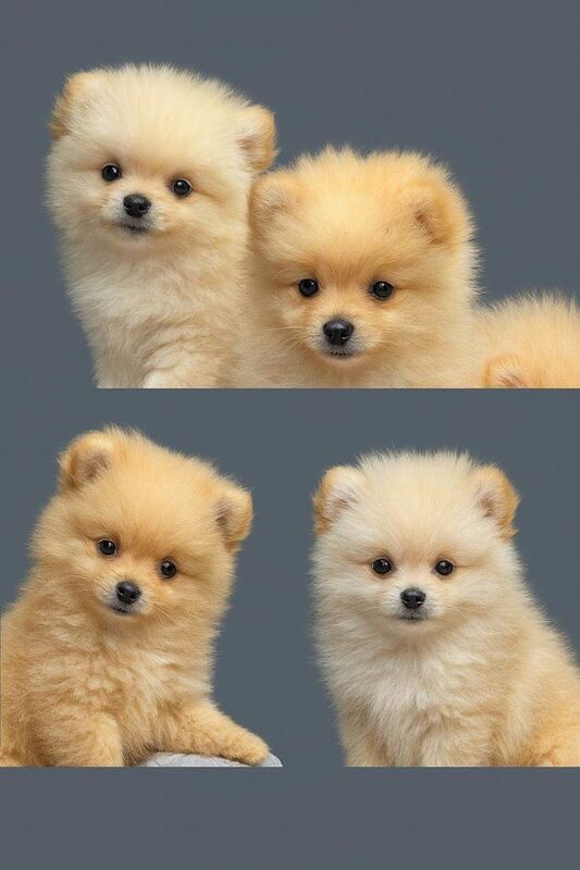 Pomeranian puppies for sale in Greenford, Greater London – 9 weeks old
