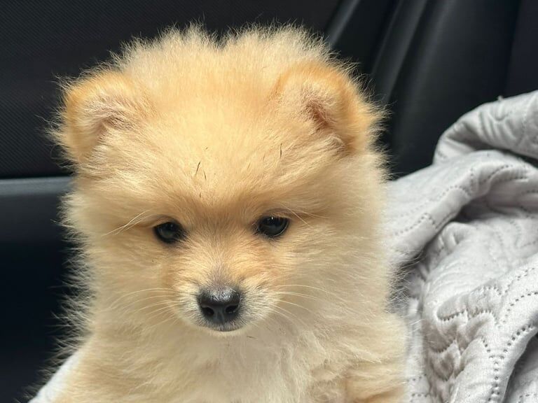 Pomeranian puppies for sale in Greenford, Greater London – 9 weeks old - Image 2 of 3
