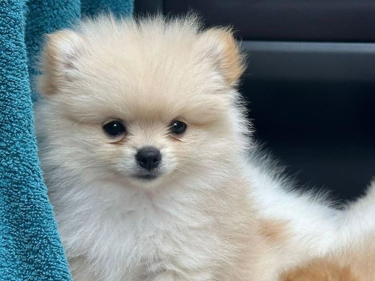 Pomeranian puppies for sale in Greenford, Greater London – 9 weeks old - Image 3 of 3