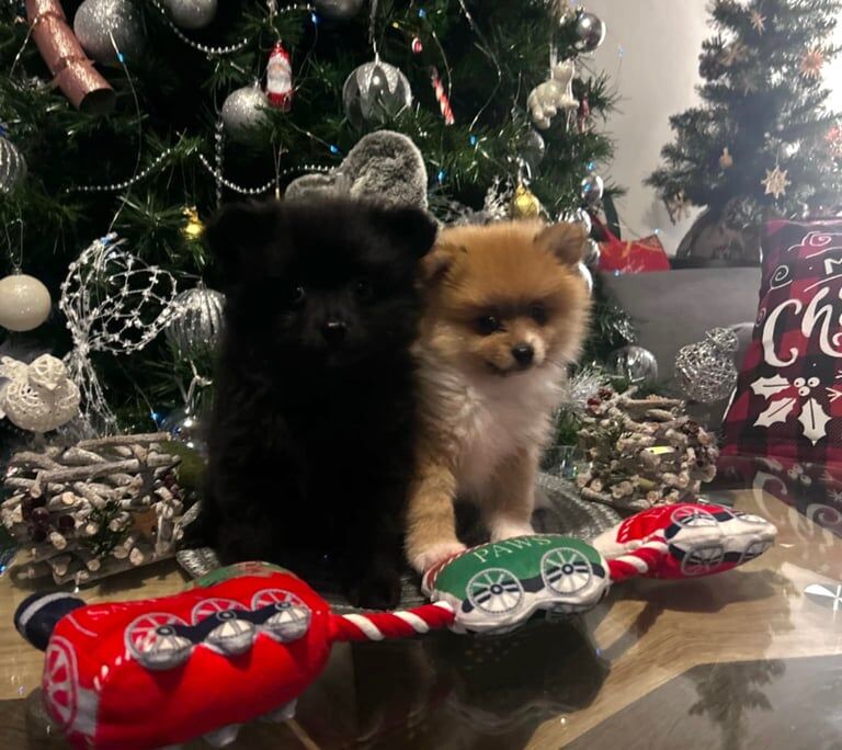Pomeranian puppies for sale in London, City of London, Greater London – 8 months old - Image 1 of 3