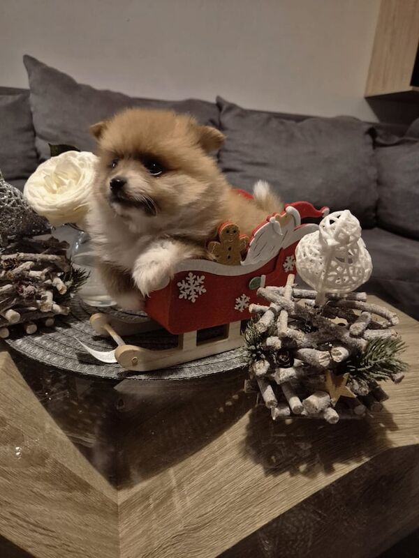 Pomeranian puppies for sale in London, City of London, Greater London – 8 months old - Image 2 of 3
