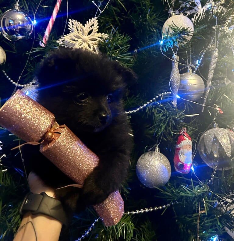 Pomeranian puppies for sale in London, City of London, Greater London – 8 months old - Image 3 of 3