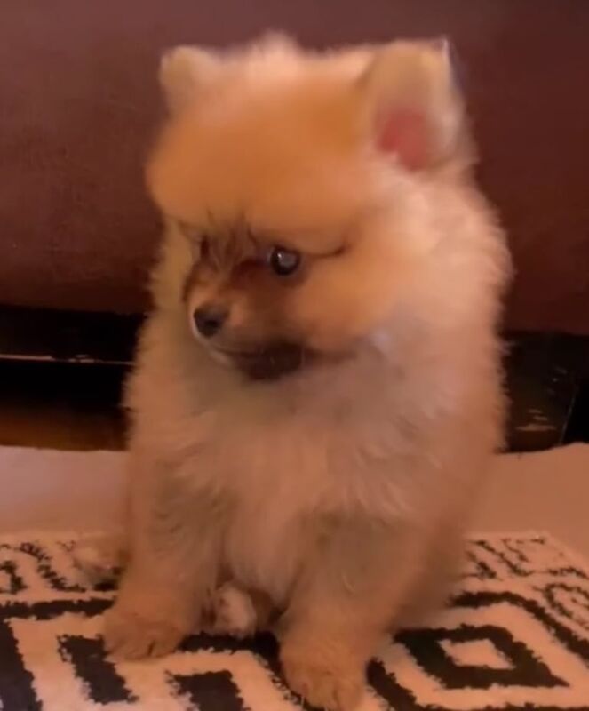 Pomeranian puppies for sale in Gravesend, Kent – 8 weeks old