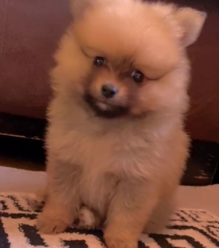 Pomeranian puppies for sale in Gravesend, Kent – 8 weeks old - Image 2 of 2