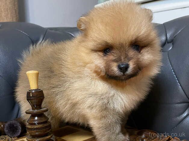 Pomeranian puppies for sale in Hillingdon, Greater London – 1 year old - Image 2 of 5
