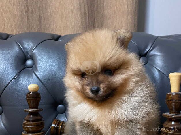 Pomeranian puppies for sale in Hillingdon, Greater London – 1 year old - Image 3 of 5