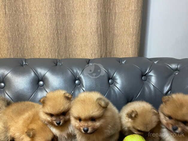 Pomeranian puppies for sale in Hillingdon, Greater London – 1 year old - Image 4 of 5