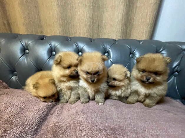 Pomeranian puppies for sale in Hillingdon, Greater London – 1 year old - Image 5 of 5