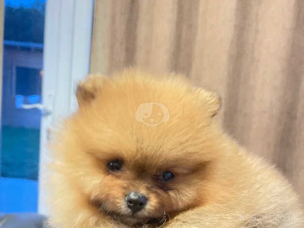 Pomeranian puppies for sale in Hillingdon, Greater London – 1 year old - Image 2 of 5