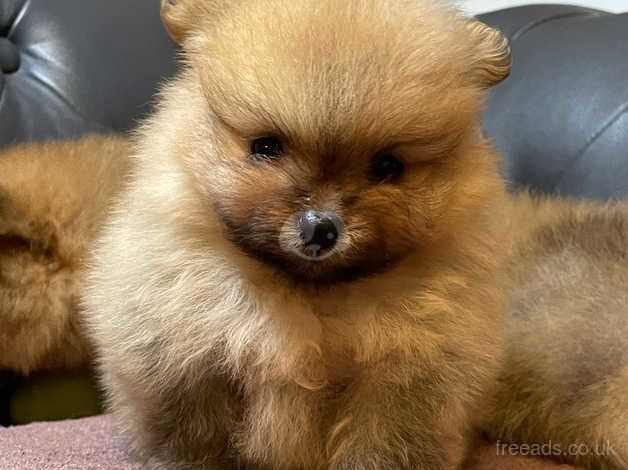 Pomeranian puppies for sale in Hillingdon, Greater London – 1 year old - Image 3 of 5