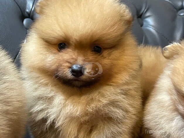 Pomeranian puppies for sale in Hillingdon, Greater London – 1 year old - Image 4 of 5