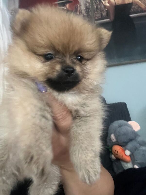 Adorable Pomeranian Puppy Looking for a Loving Home
