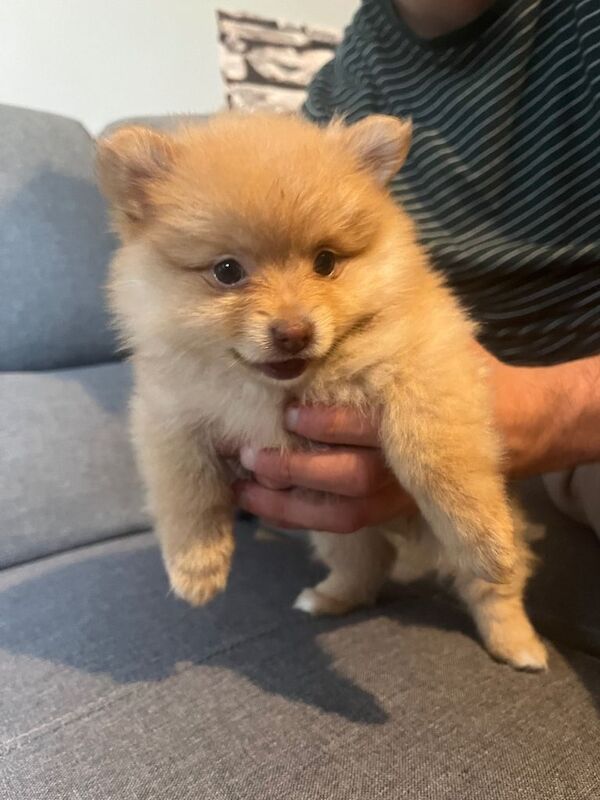Adorable Pomeranian Puppy Looking for a Loving Home - Image 2 of 3