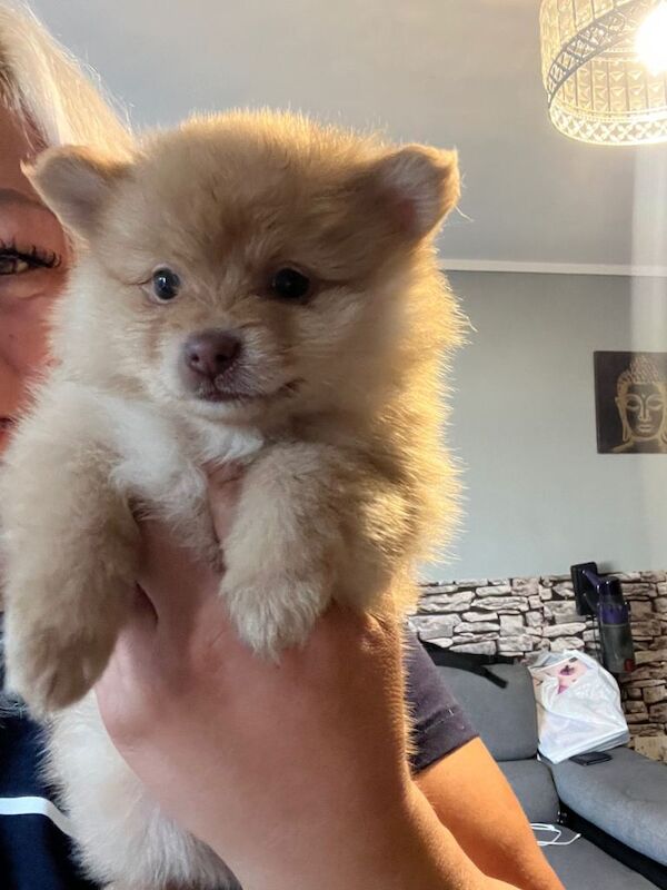 Adorable Pomeranian Puppy Looking for a Loving Home - Image 3 of 3