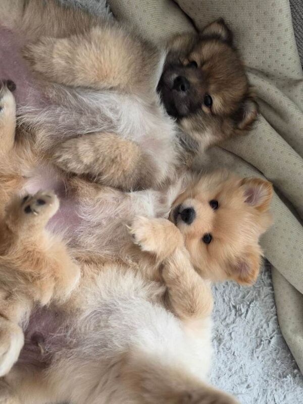 Pomeranian Puppies For Sale