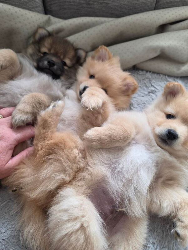 Adorable Pomeranian Puppy - Ready for New Home! - Image 2 of 4