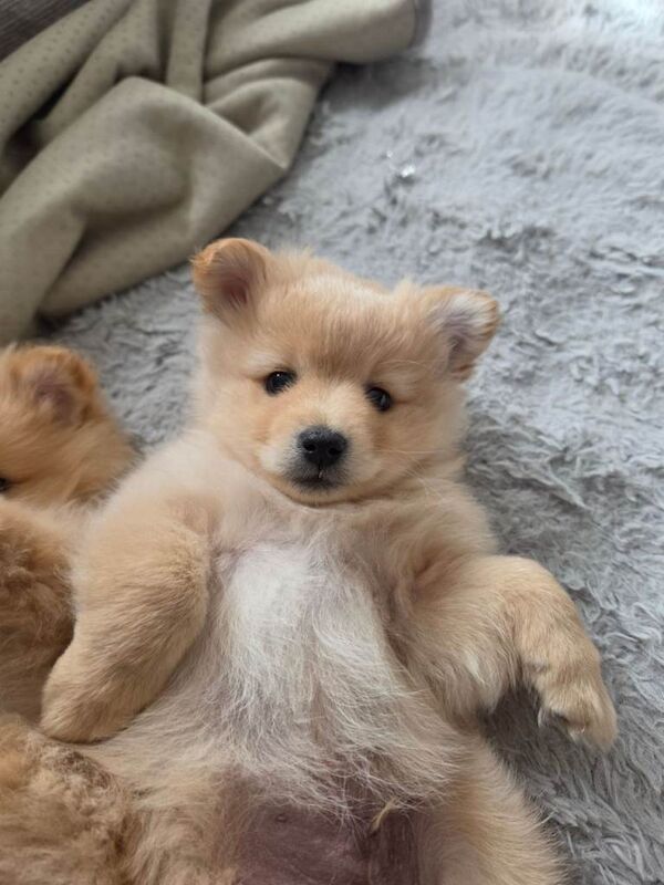 Adorable Pomeranian Puppy - Ready for New Home! - Image 3 of 4