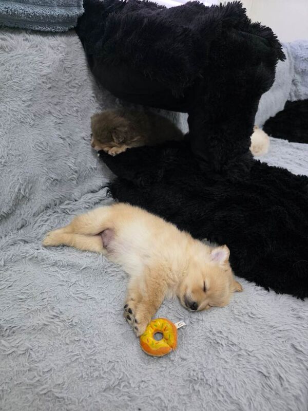 Adorable Pomeranian Puppy - Ready for New Home! - Image 4 of 4