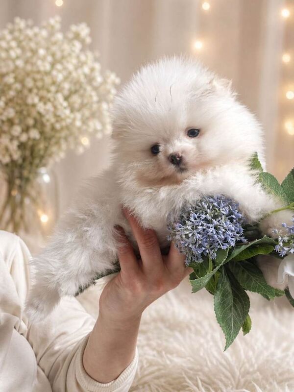 Adorable pomeranian white grl - Image 2 of 4