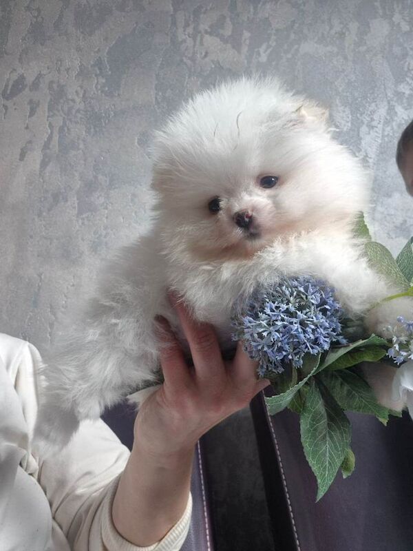 Adorable pomeranian white grl - Image 3 of 4