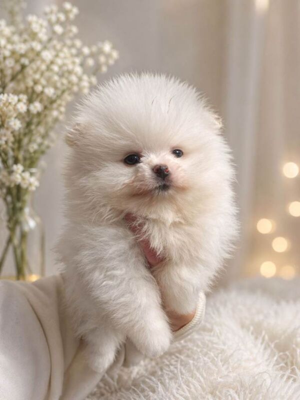 Adorable pomeranian white grl - Image 4 of 4