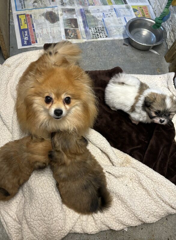 Pomeranian puppies for sale in St Mary Cray, London – 1 year old - Image 2 of 3