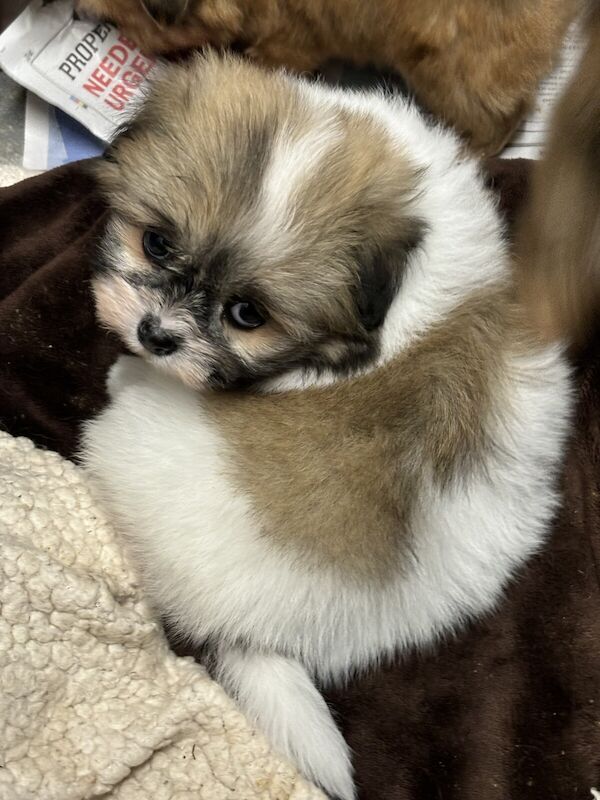 Pomeranian puppies for sale in St Mary Cray, London – 1 year old - Image 3 of 3